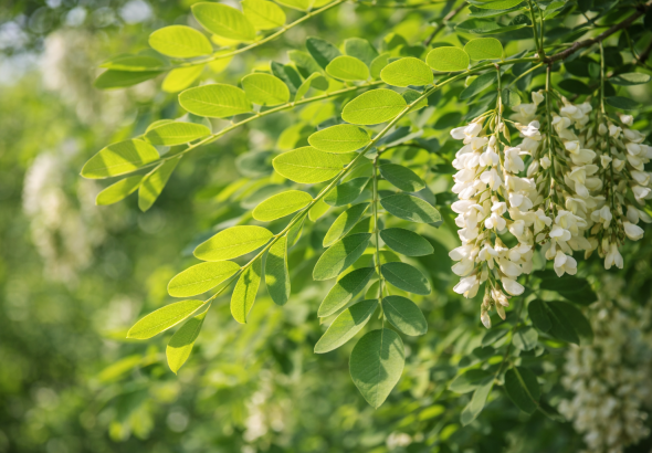 Frunza de salcâm (Robinia pseudoacacia)