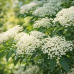 Socul (Sambucus nigra)