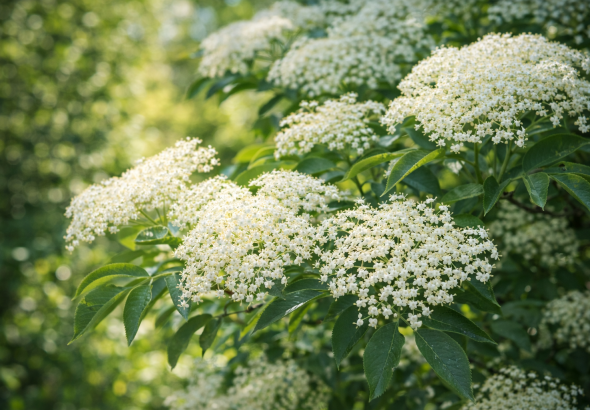 Socul (Sambucus nigra)
