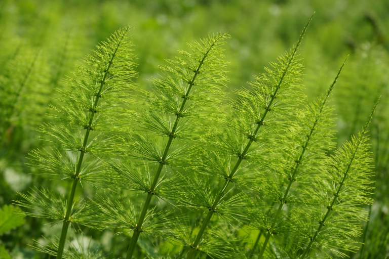 Coada-calului (Equisetum arvense)